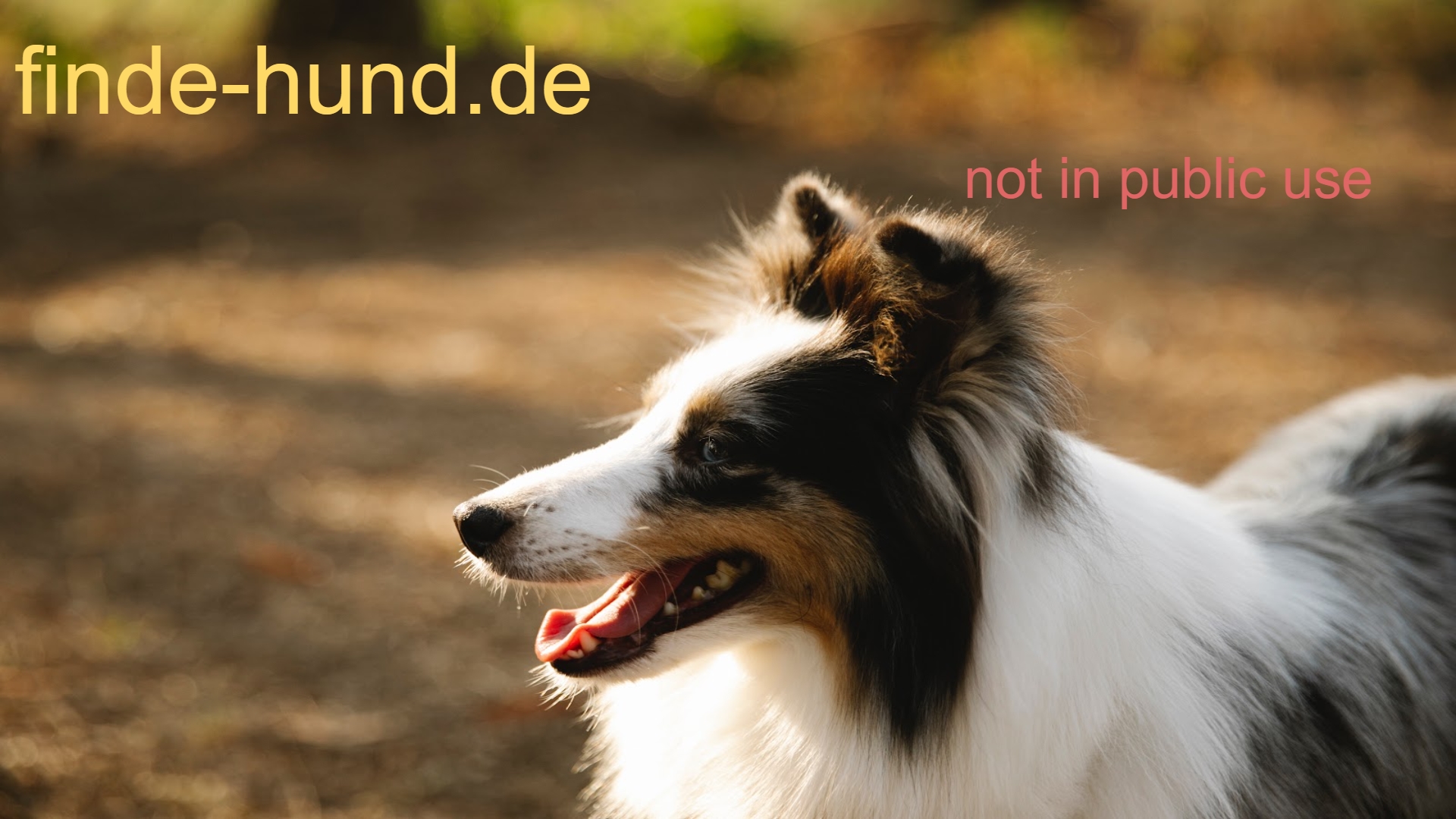 www.finde-hund.de